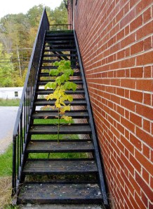 nobodycomeshereanymore