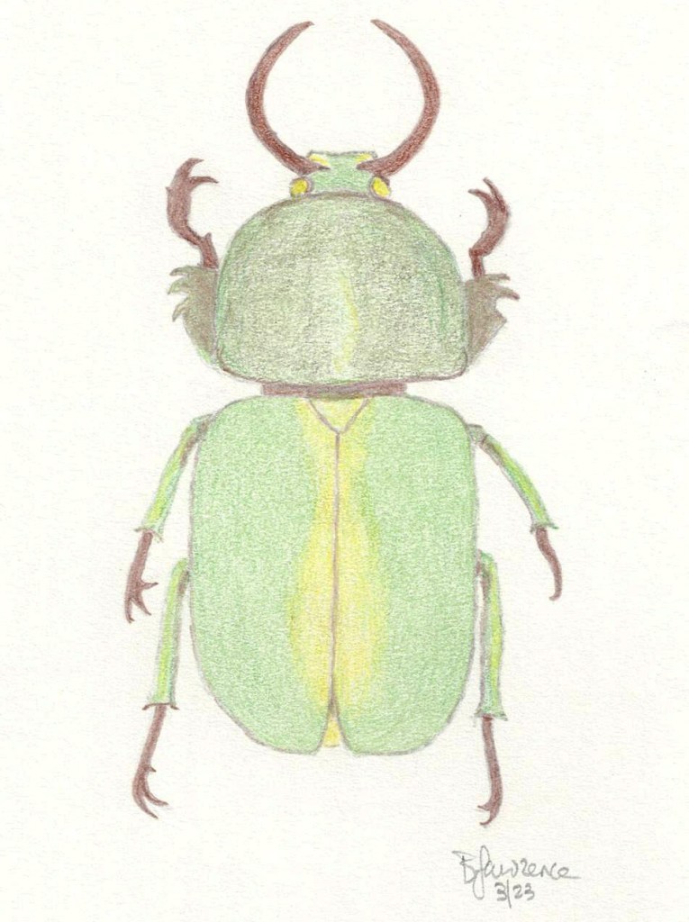 Scarab beetle, colored pencil